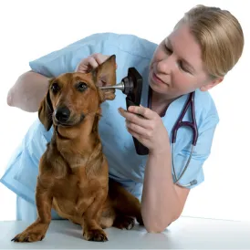 OTOSCOPE NUMERIQUE VIDEO VETERINAIRE