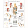 PLANCHES ANATOMIQUES ARTICULATION DU GENOU