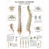 PLANCHES ANATOMIQUES COLONNE VERTÉBRALE