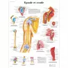 PLANCHES ANATOMIQUES EPAULE ET COUDE