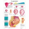 PLANCHES ANATOMIQUES GROSSESSE