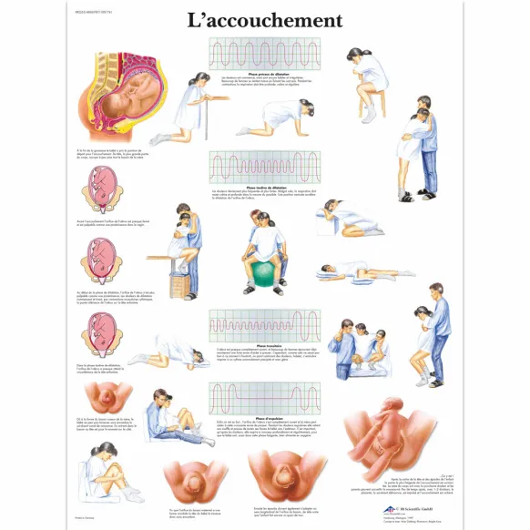 PLANCHES ANATOMIQUES ACCOUCHEMENT