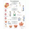 PLANCHES ANATOMIQUES ACCOUCHEMENT
