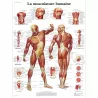 PLANCHES ANATOMIQUES MUSCULATURES
