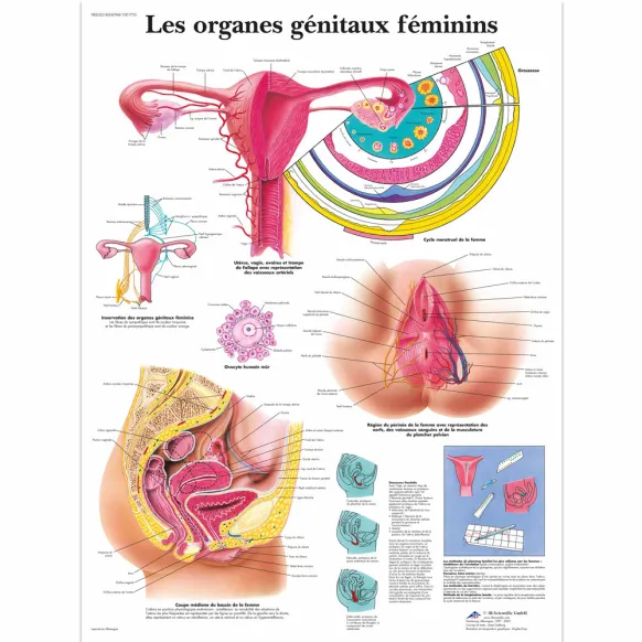 PLANCHES ANATOMIQUES ORGANES GÉNITAUX FÉMININ
