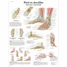 PLANCHES ANATOMIQUES PIED ET CHEVILLE