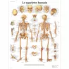 PLANCHES ANATOMIQUES SQUELETTE HUMAIN