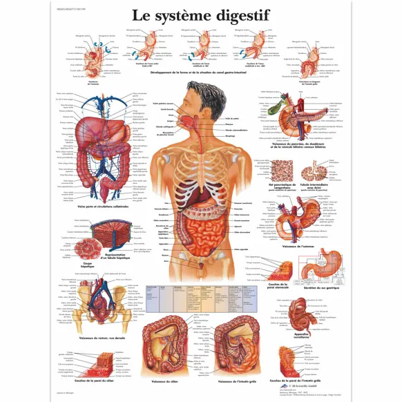 PLANCHES ANATOMIQUES SYSTÈME DIGESTIF