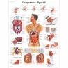 PLANCHES ANATOMIQUES SYSTÈME DIGESTIF
