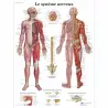 PLANCHES ANATOMIQUES SYSTÈME NERVEUX