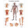 PLANCHES ANATOMIQUES SYSTÈME VASCULAIRE