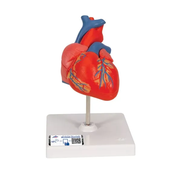 COEUR CLASSIQUE