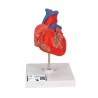 COEUR CLASSIQUE