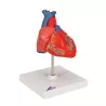 COEUR CLASSIQUE