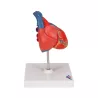 COEUR CLASSIQUE