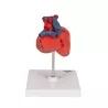 COEUR CLASSIQUE