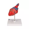 COEUR CLASSIQUE
