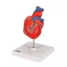 COEUR CLASSIQUE