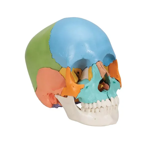 CRÂNE ARTICULÉ 22 PIÈCES