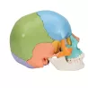 CRÂNE ARTICULÉ 22 PIÈCES