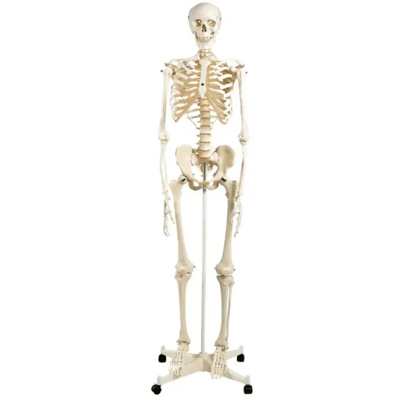 SQUELETTE CLASSIQUE SUR SUPPORT TAILLE RÉELLE 3B SCIENTIFIC - sur support à roulettes