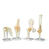 ARTICULATIONS