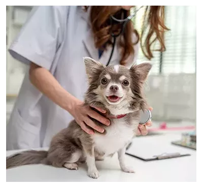 Matériel pour vétérinaires professionnels : achetez en ligne | Drexco Medical